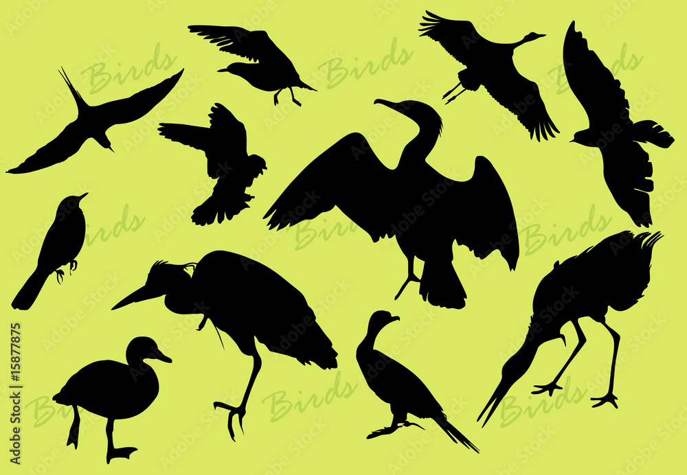 Obraz premium bird