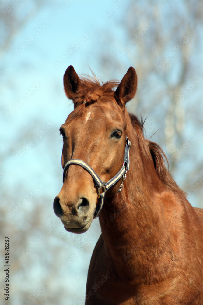 Fototapeta premium Horse