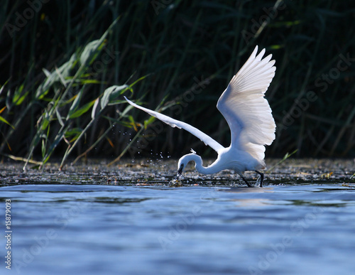 White egret Egreta garzeta fishing photo