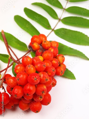 rowan berries branch isolated on a white background