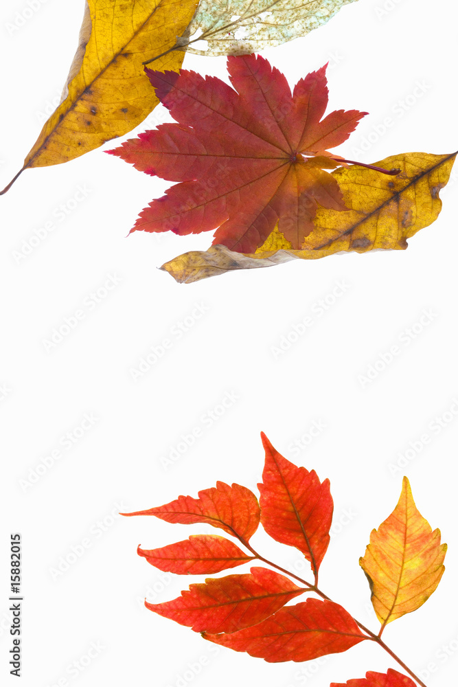 紅葉 紅葉
