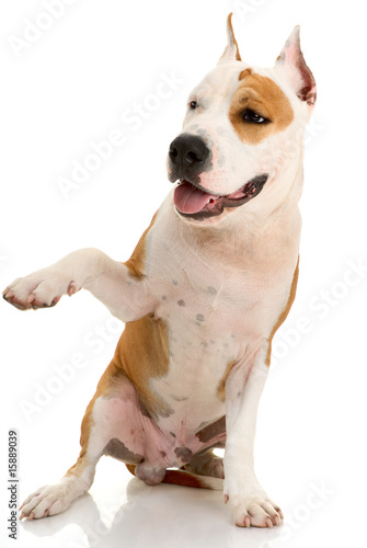 American Staffordshire terrier on white background