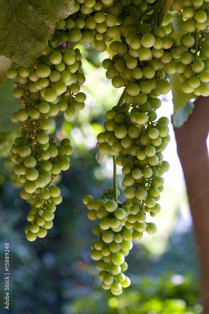 Foto Stock Pergolato con uva fragola | Adobe Stock