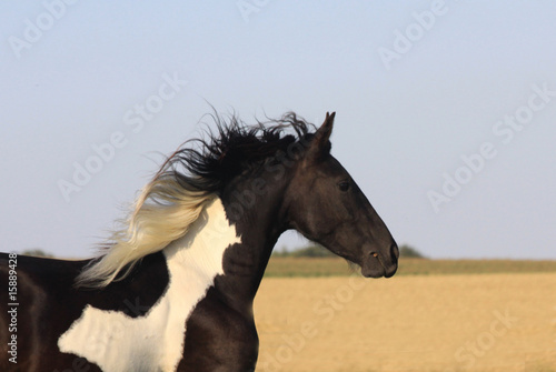 Fototapeta Naklejka Na Ścianę i Meble -  paint horse