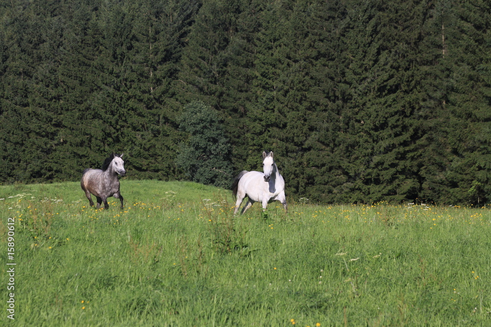 Naklejka premium pferde auf weide