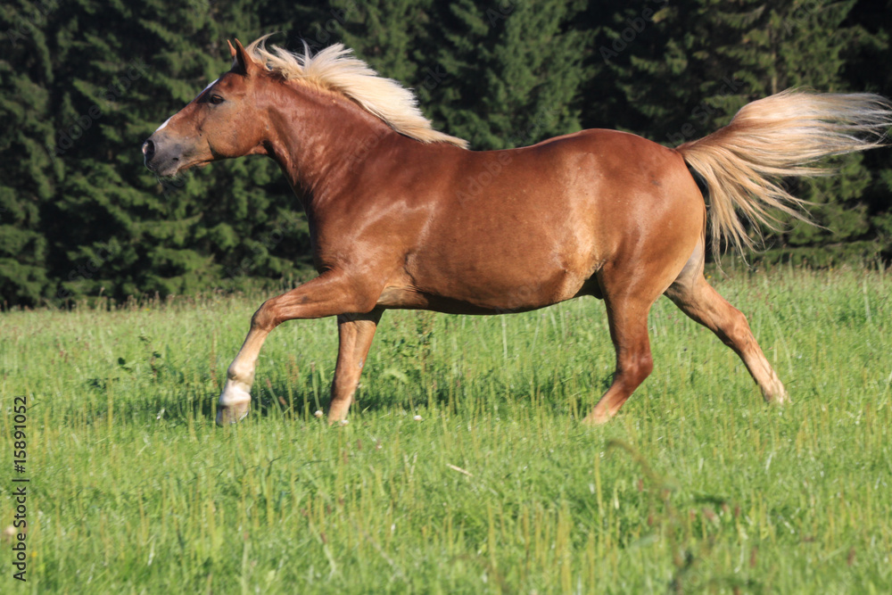 haflinger hat spaß haflinger hat spaß