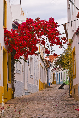 Poruguese Back Street photo
