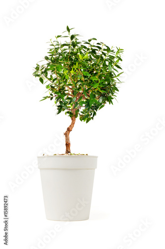 Small decorative tree
