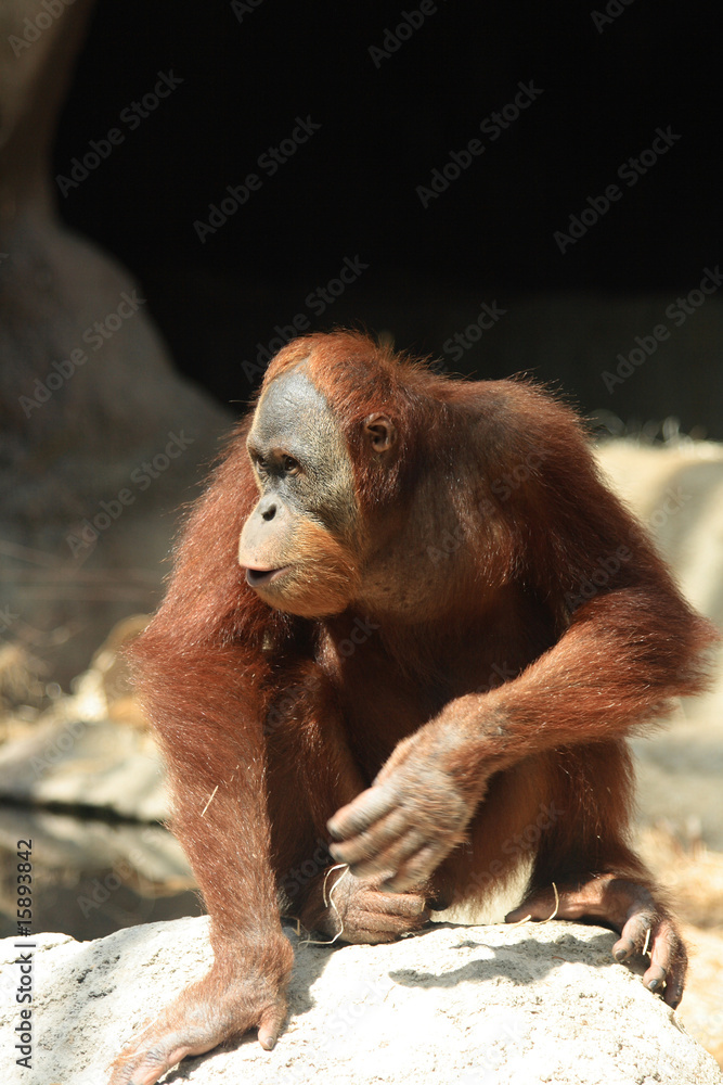 Naklejka premium orangutan