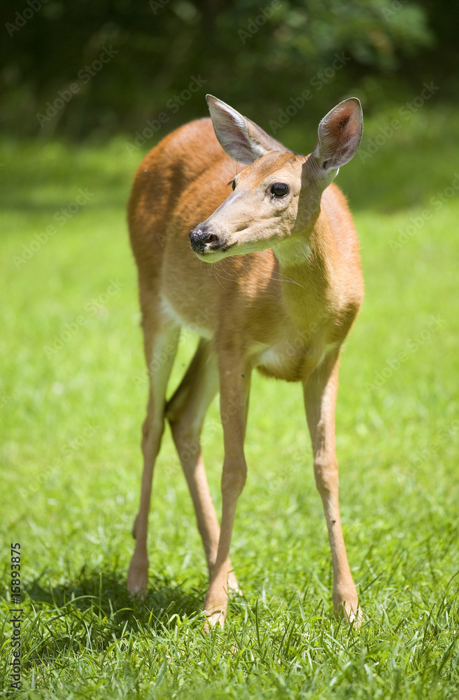 Fototapeta premium doe on the lawn