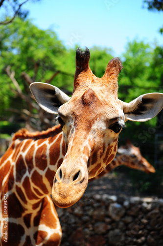 Giraffe © George