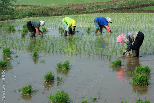 rice seedlings