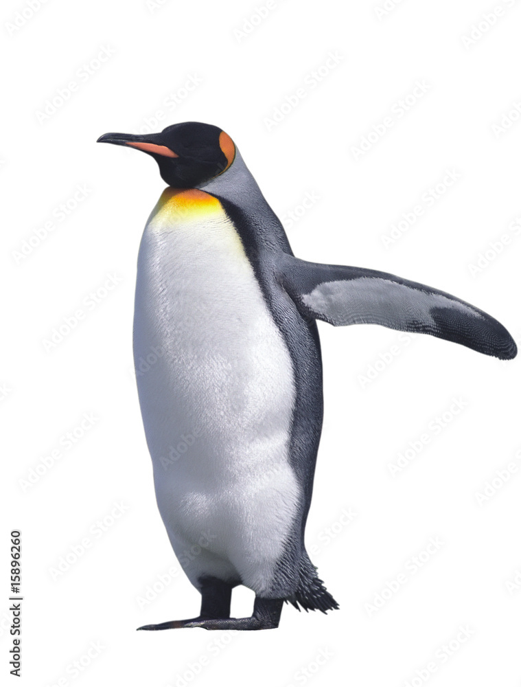 Obraz premium Isolated emperor penguin