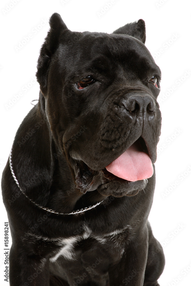 Cane Corso dog on white background Cane Corso dog on white background