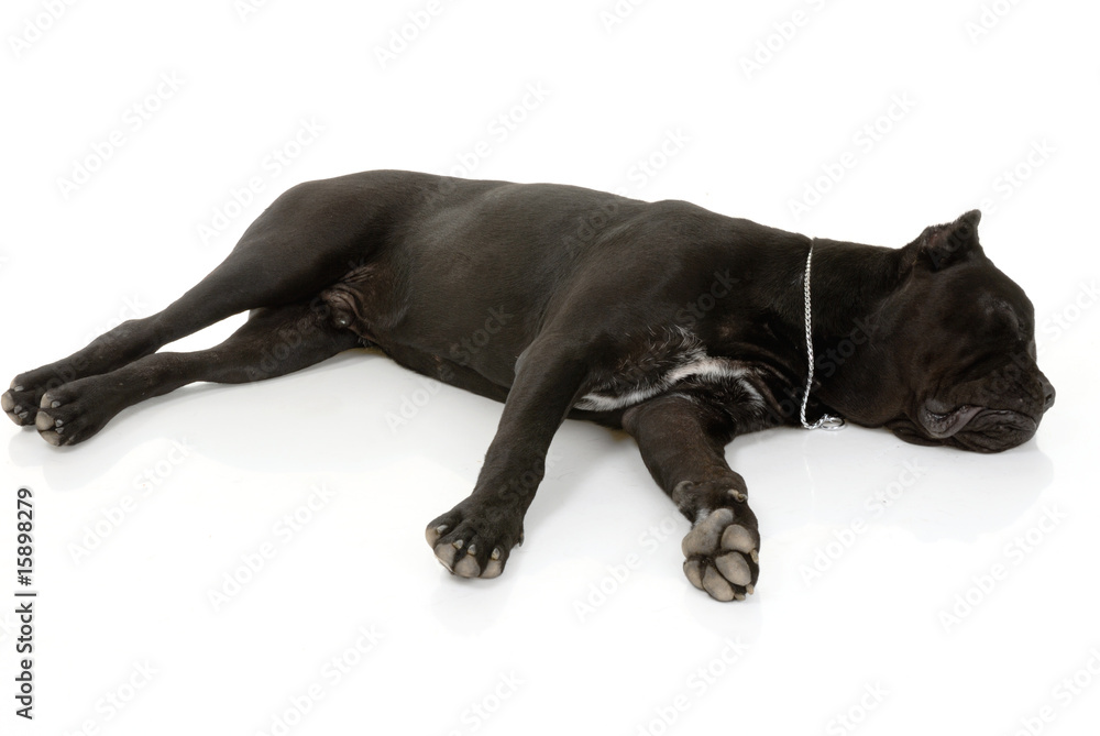 Cane Corso dog on white background Cane Corso dog on white background
