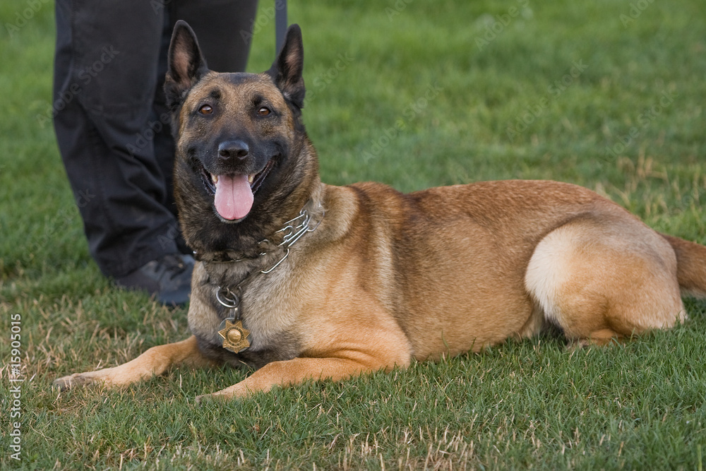Police Dog Police Dog