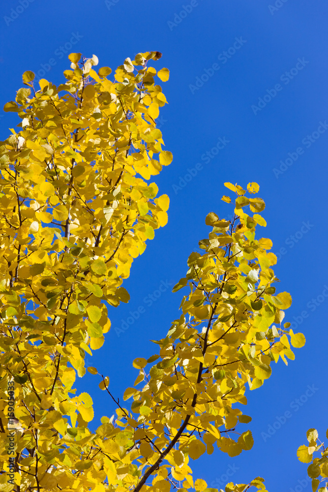 Yellow and blue Yellow and blue