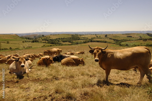 vache aubrac