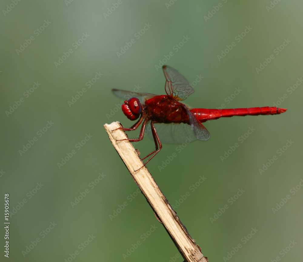 Flame Skimmer Libellula saturata dragonfly Flame Skimmer Libellula saturata dragonfly