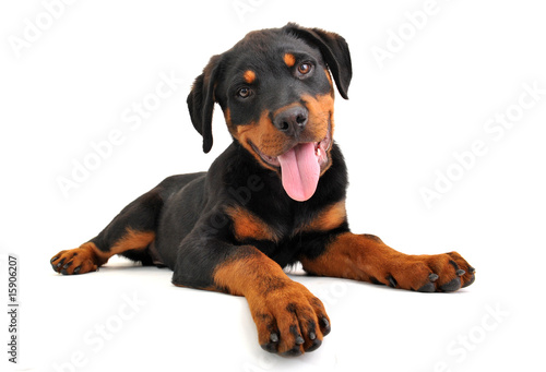 chiot rottweiler en studio