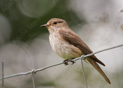 Spotted Flycatcher (Muscicapa striata)