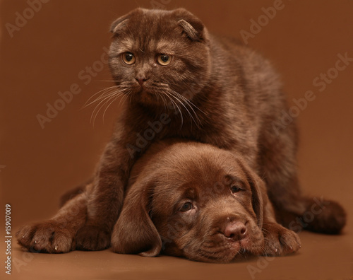 Brown puppy and brown kitten. © Aychin Gasimov
