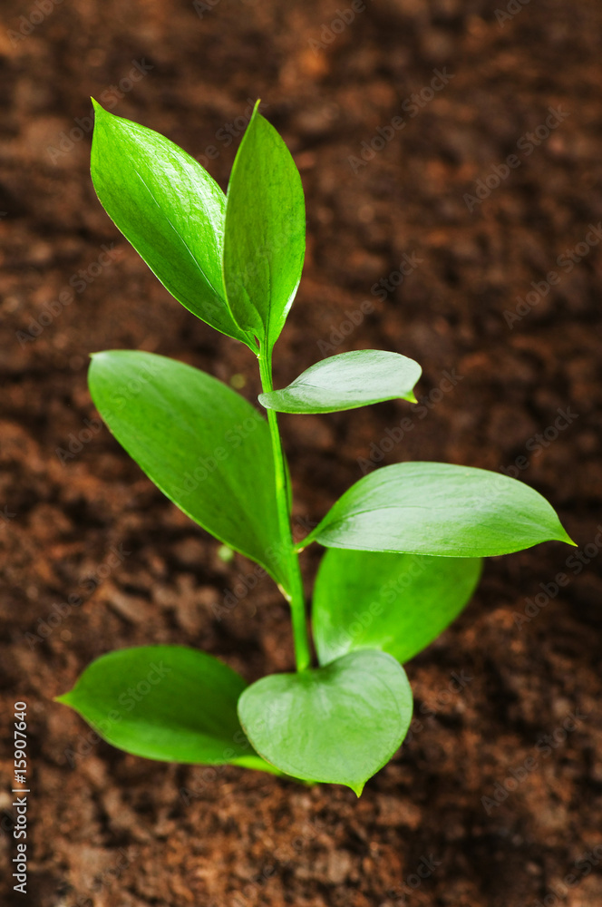 New life concept - green seedling growing out of soil New life concept - green seedling growing out of soil