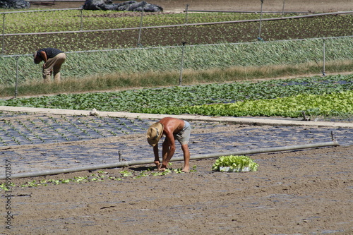 Agricultor plantando vegetales.