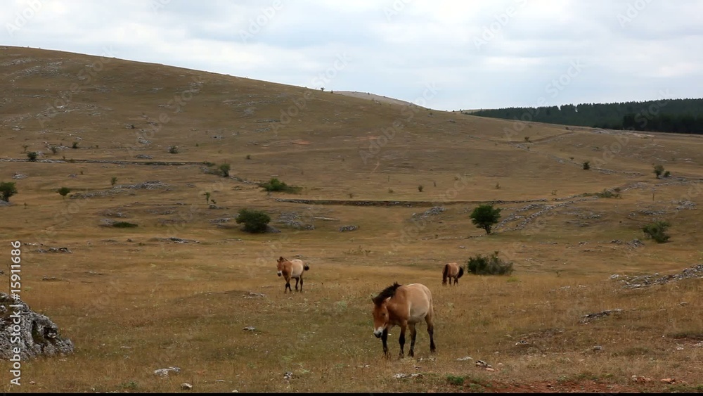 pré de chevaux de przewalski