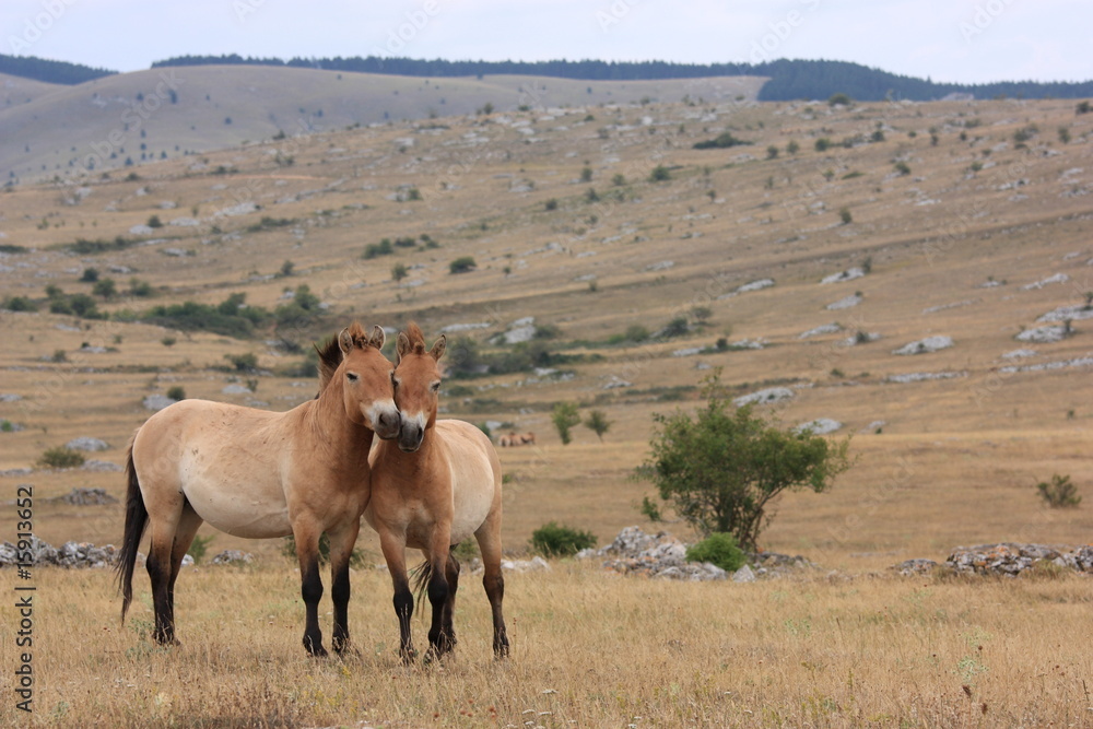 Fototapeta premium couple de chevaux de przewalski