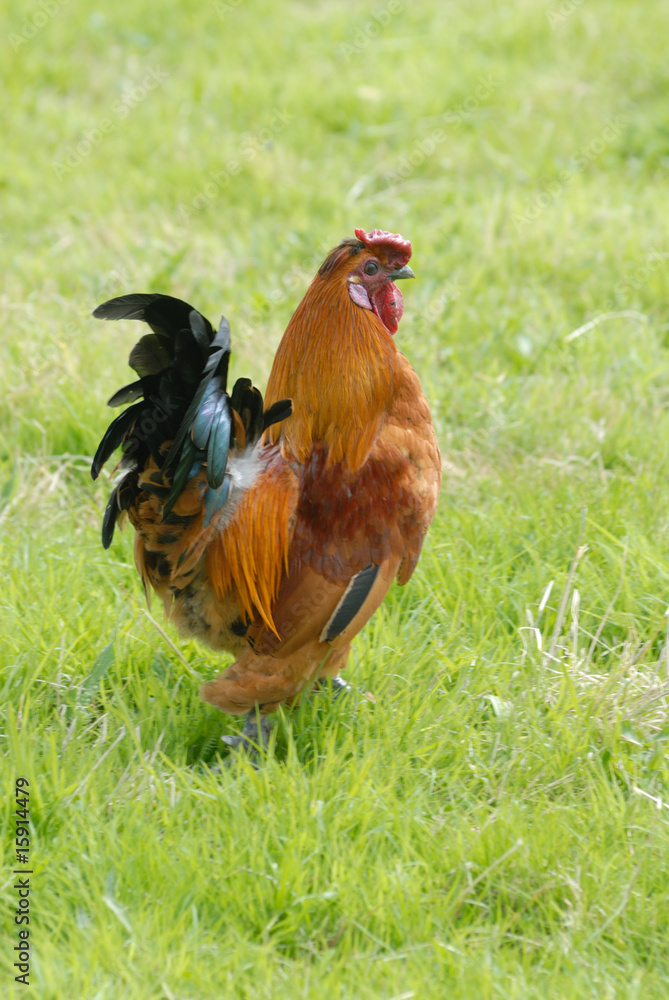 Fototapeta premium Cockerel