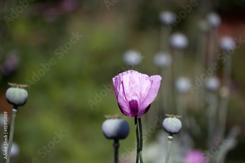 Mohn