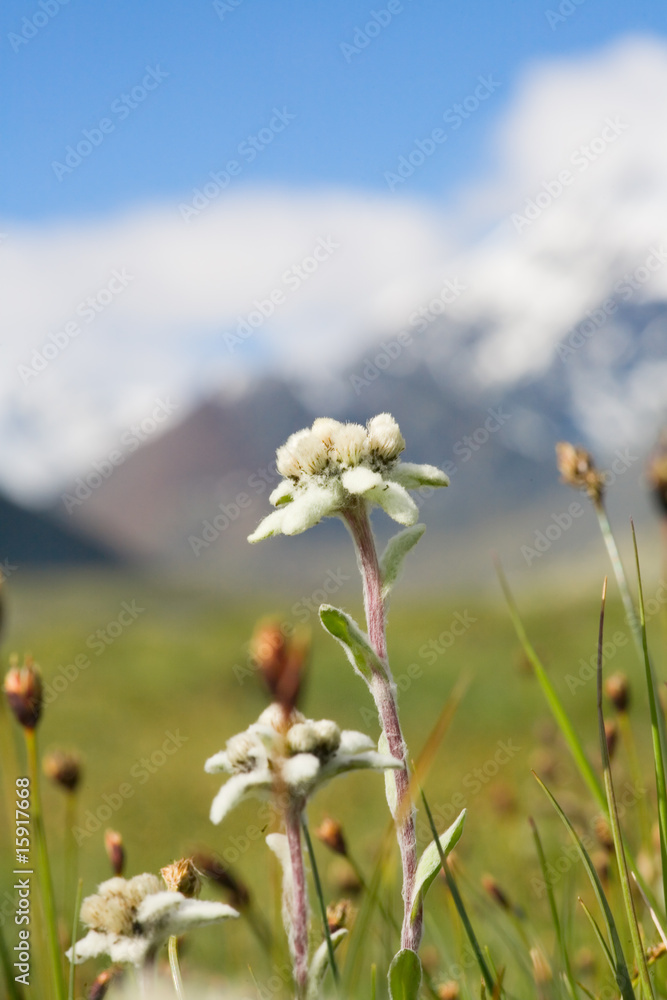Fototapeta premium Lawn which are growing Edelweiss