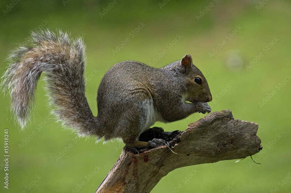 eating tree squirrel eating tree squirrel