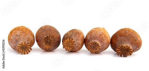 Wallpaper Mural Opium poppy coocoons Torontodigital.ca