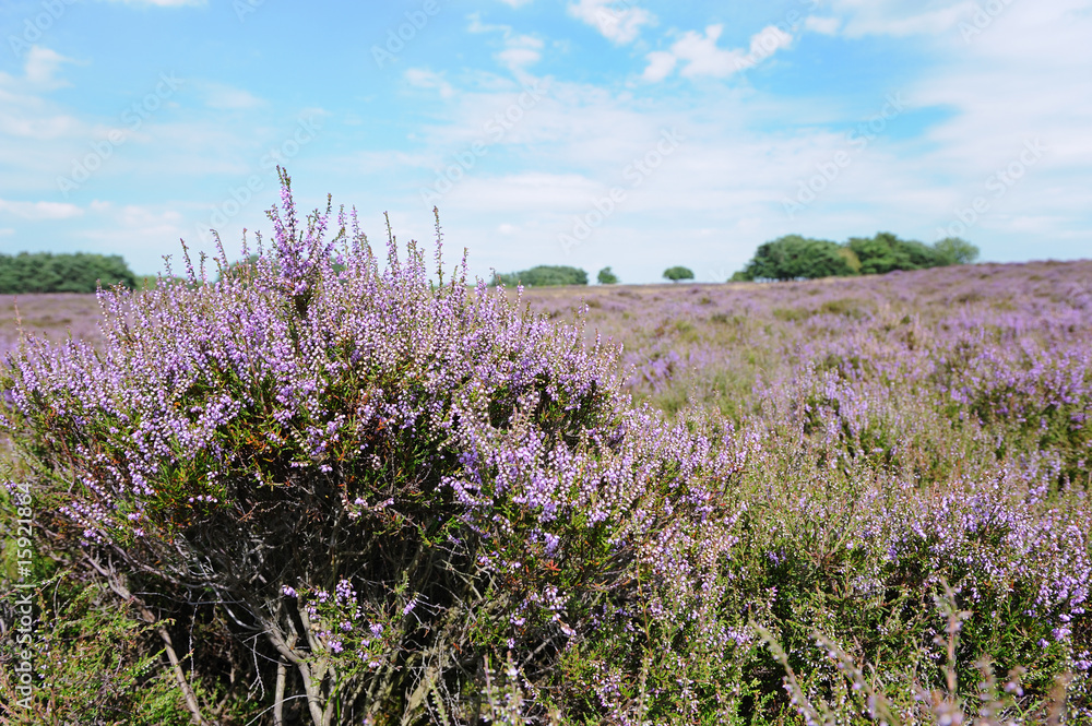 heather fields heather fields