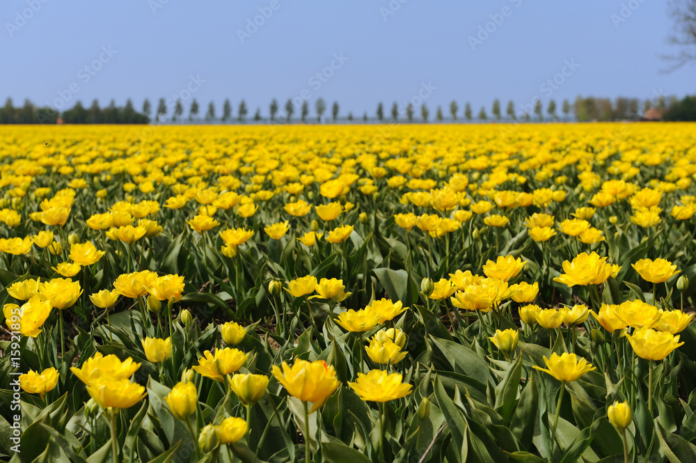 Fototapeta premium Tulips in the fields