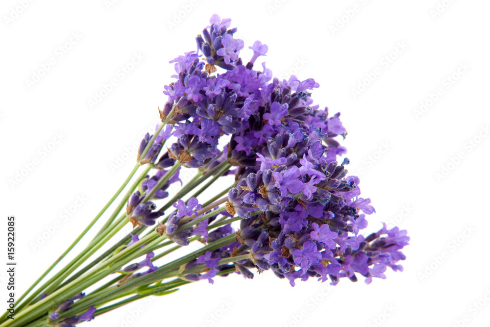 Naklejka premium lavender