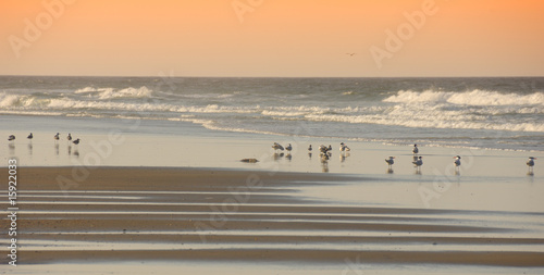 Schilderij op canvas Birds on the Beach Outerbanks North Carolina