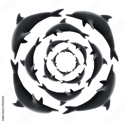 dolphin circle on white background photo