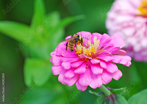 bee on the flower