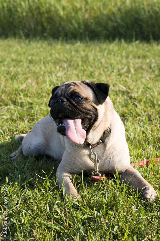 Pug with Tongue Hanging Out