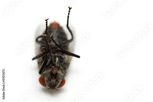 Obraz na płótnie dead fly