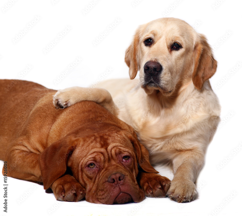 Golden mastiff online