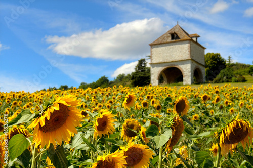 Tournesol en Aquitaine.