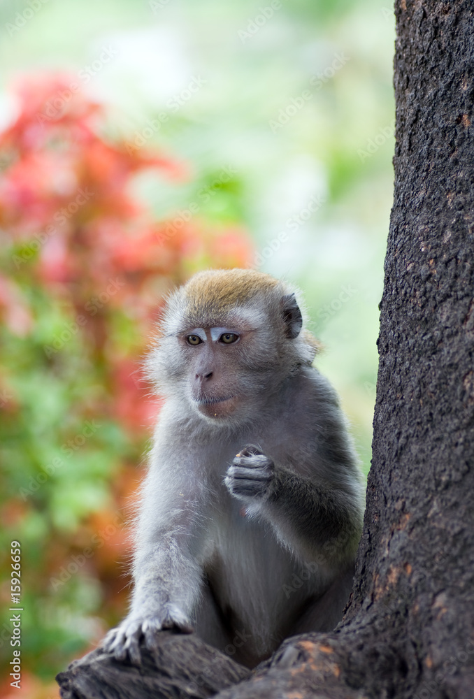 Fototapeta premium Monkey