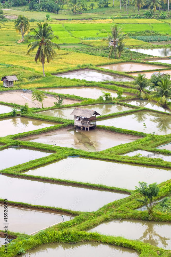 Obraz premium Paddy field scenery in Bukit Tinggi Indonesia