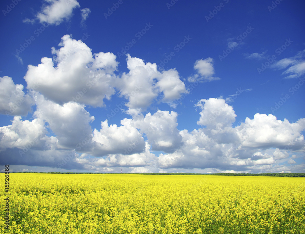 rape field rape field