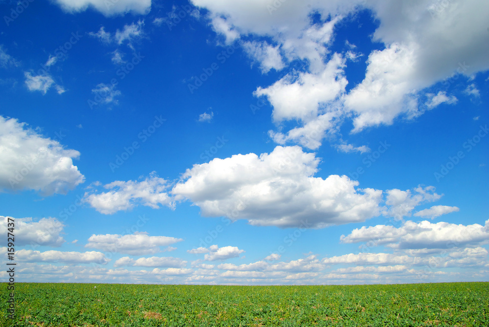 Obraz premium meadow
