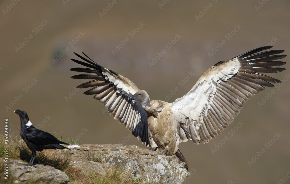 Obraz premium The Cape Griffon or Cape Vulture